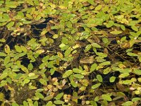 Potamogeton polygonifolius 21, Duizendknoopfonteinkruid, Saxifraga-Jan van der Straaten