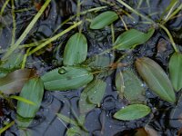 Potamogeton polygonifolius 36, Duizendknoopfonteinkruid, Saxifraga-Ed Stikvoort : A900