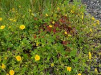 Potentilla anglica 3, Kruipganzerik, Saxifraga-Ed Stikvoort