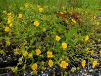 Potentilla anglica 4, Kruipganzerik, Saxifraga-Ed Stikvoort