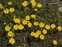 Potentilla aurea 10, Saxifraga-Jan van der Straaten