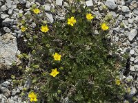 Potentilla frigida 2, Saxifraga-Willem van Kruijsbergen
