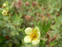 Potentilla fruticosa 3, Saxifraga-Rutger Barendse