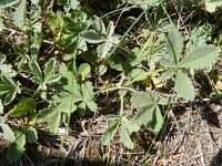 Potentilla incana 2, Saxifraga-Rutger Barendse