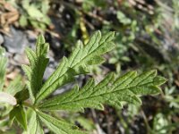 Potentilla inclinata 2, Grijze ganzerik, Saxifraga-Rutger Barendse