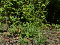 Potentilla inclinata 3, Grijze ganzerik, Saxifraga-Rutger Barendse