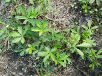 Potentilla inclinata 4, Grijze ganzerik, Saxifraga-Rutger Barendse