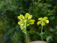 Potentilla inclinata 5, Grijze ganzerik, Saxifraga-Rutger Barendse