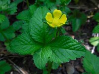 Potentilla indica 11, Schijnaardbei, Saxifraga-Ed Stikvoort