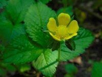 Potentilla indica 12, Schijnaardbei, Saxifraga-Ed Stikvoort