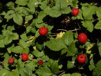 Potentilla indica 14, Schijnaardbei, Saxifraga-Ed Stikvoort