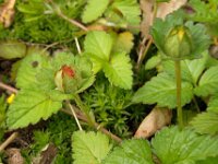 Potentilla indica 4, Schijnaardbei, Saxifraga-Ab H Baas