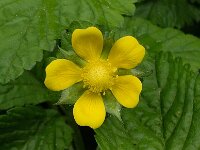 Potentilla indica 5, Schijnaardbei, Saxifraga-Ab H Baas