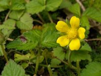 Potentilla indica 6, Schijnaardbei, Saxifraga-Ab H Baas