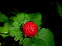 Potentilla indica 8, Schijnaardbei, Saxifraga-Ed Stikvoort
