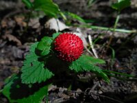 Potentilla indica 9, Schijnaardbei, Saxifraga-Ed Stikvoort