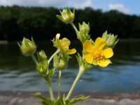 Potentilla media