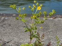 Potentilla media 2, Middelste ganzerik, Saxifraga-Ed Stikvoort