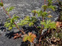 Potentilla media 3, Middelste ganzerik, Saxifraga-Ed Stikvoort