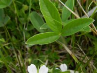 Potentilla montana 2, Saxifraga-Rutger Barendse