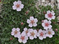 Potentilla nitida 11, Saxifraga-Harry Jans