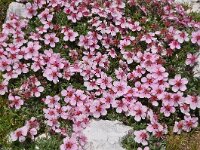 Potentilla nitida 14, Saxifraga-Harry Jans