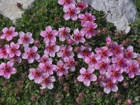 Potentilla nitida 17, Saxifraga-Harry Jans