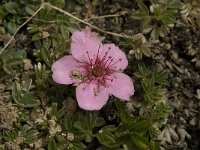 Potentilla nitida 4, Saxifraga-Jan van der Straaten