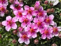 Potentilla nitida 7, Saxifraga-Harry Jans