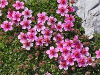 Potentilla nitida 8, Saxifraga-Harry Jans