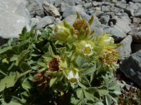 Potentilla nivalis