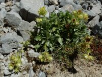 Potentilla nivalis 2, Saxifraga-Ed Stikvoort : Espinama - Fuente Dé - Regugio de Aliva s9900