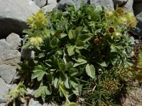 Potentilla nivalis 3, Saxifraga-Ed Stikvoort : Espinama - Fuente Dé - Regugio de Aliva s9900