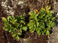 Potentilla norvegica 10, Noorse ganzerik, Saxifraga-Ed Stikvoort
