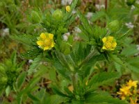 Potentilla norvegica 11, Noorse ganzerik, Saxifraga-Ed Stikvoort : Noorse ganzerik Bemmel
