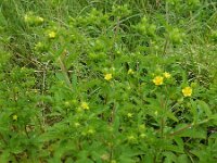 Potentilla norvegica 12, Noorse ganzerik, Saxifraga-Ed Stikvoort : Noorse ganzerik Bemmel