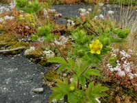 Potentilla norvegica 13, Noorse ganzerik, Saxifraga-Ed Stikvoort : Noorse ganzerik Bemmel