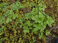 Potentilla norvegica 14, Noorse ganzerik, Saxifraga-Ed Stikvoort