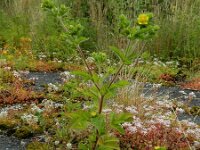 Potentilla norvegica 15, Noorse ganzerik, Saxifraga-Ed Stikvoort : Noorse ganzerik Bemmel