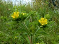 Potentilla norvegica 16, Noorse ganzerik, Saxifraga-Ed Stikvoort : Noorse ganzerik Bemmel
