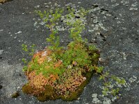 Potentilla norvegica 17, Noorse ganzerik, Saxifraga-Ed Stikvoort : Noorse ganzerik Bemmel