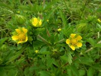 Potentilla norvegica 18, Noorse ganzerik, Saxifraga-Ed Stikvoort : Noorse ganzerik Bemmel