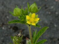 Potentilla norvegica 19, Noorse ganzerik, Saxifraga-Ed Stikvoort : Noorse ganzerik Bemmel
