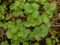 Potentilla norvegica 20, Noorse ganzerik, Saxifraga-Ed Stikvoort