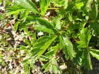 Potentilla norvegica 3, Noorse ganzerik, Saxifraga-Rutger Barendse