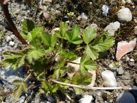 Potentilla norvegica 7, Noorse ganzerik, Saxifraga-Rutger Barendse