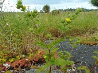 Potentilla norvegica 9, Noorse ganzerik, Saxifraga-Ed Stikvoort : Noorse ganzerik Bemmel