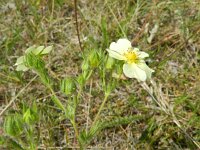 Potentilla recta 12, Rechte ganzerik, Saxifraga-Rutger Barendse