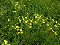 Potentilla recta 17, Rechte ganzerik, Saxifraga-Rutger Barendse