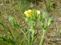 Potentilla recta 19, Rechte ganzerik, Saxifraga-Rutger Barendse